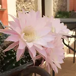 La Casa Di Botro *