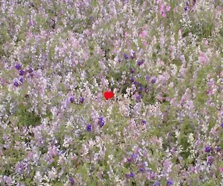 La Casa Di Botro Séjour à la ferme *