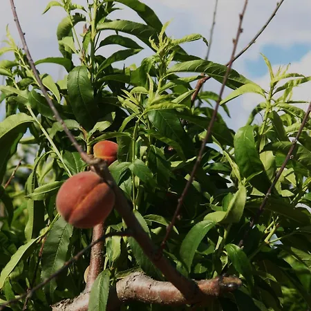 La Casa Di Botro Séjour à la ferme