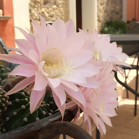 La Casa Di Botro *