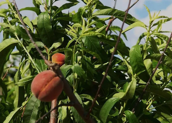 La Casa Di Botro 农家乐