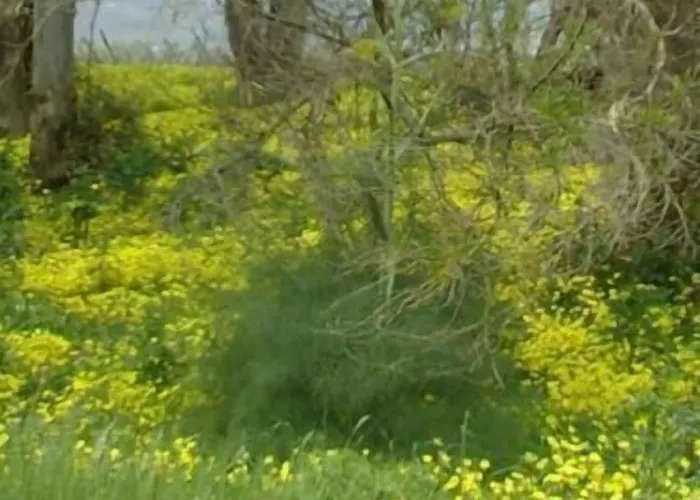 Alojamento de Turismo Rural La Casa Di Botro *